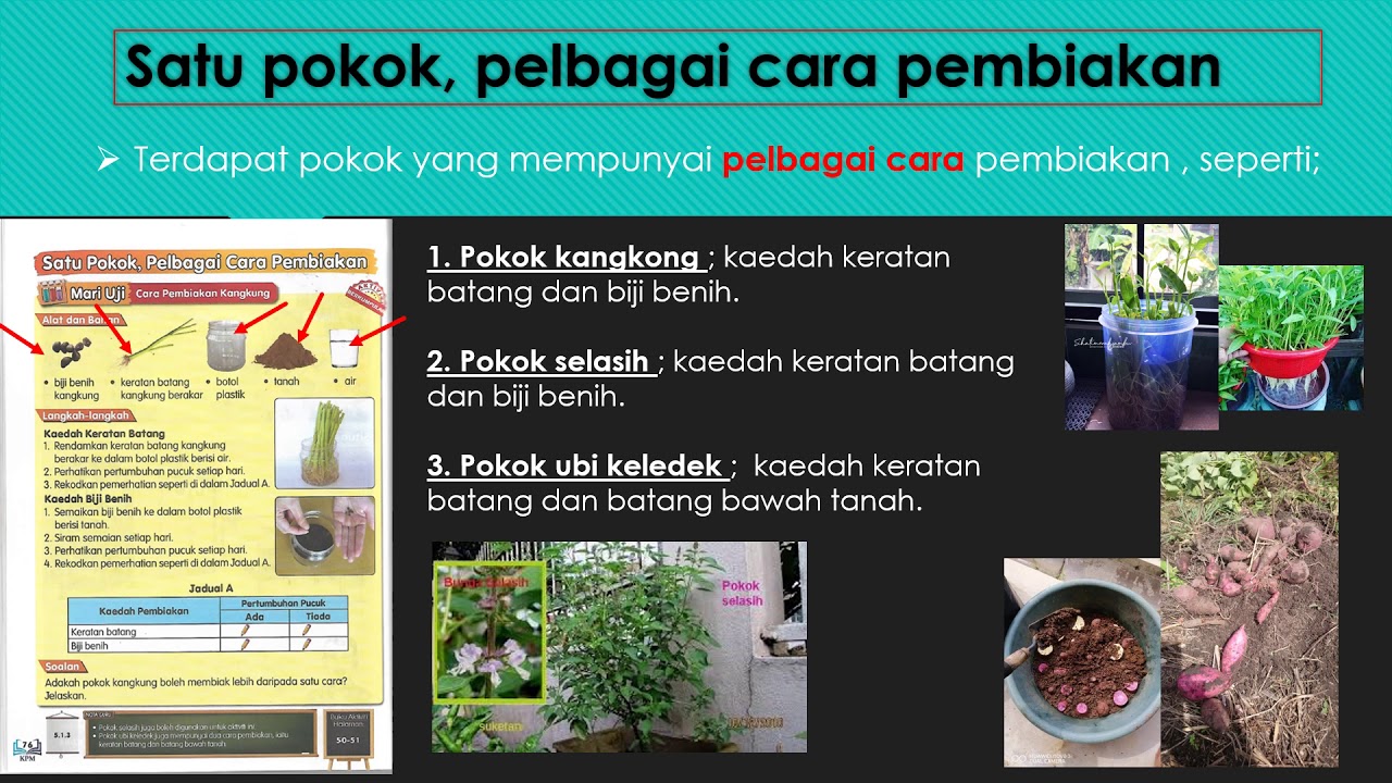 Cara pembiakan selasih