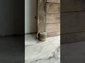Vem ver como fiz meu peso de porta com cimento #diy #façavocêmesmo #cimento #farmhouse #decoracao