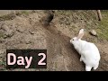 Rabbit Digging Soil For Home | New Zealand White Rabbit | Day 2