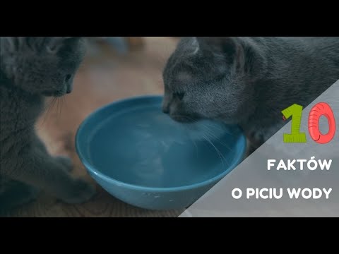 Wideo: Jakiej Miski Na Wodę Potrzebują Koty?