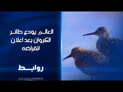 العالم يودع طائر الكروان بعد اعلان انقراضه روابط