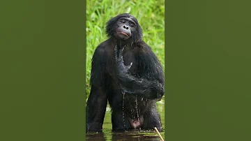 Bonobo Fact-Bonobos are Great Apes, not Monkey #apes #monkey #animalsfacts