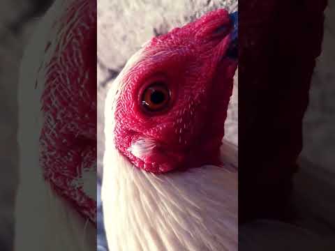 cute rooster