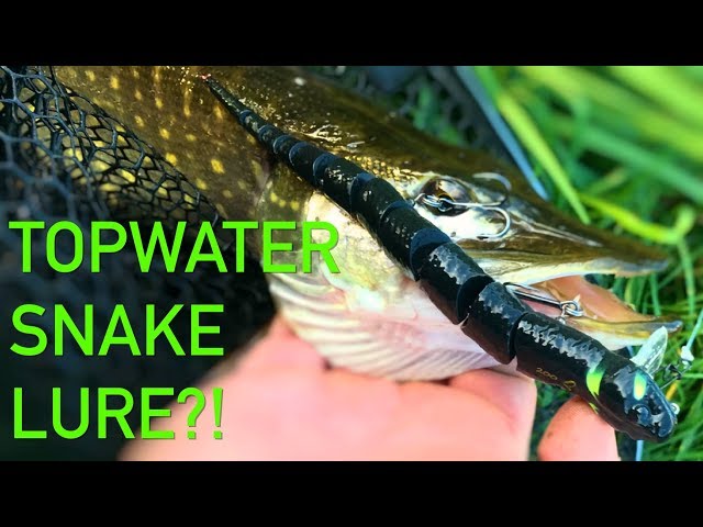 Topwater fishing with the Savage Gear 3D SNAKE! crazy fishing lure 