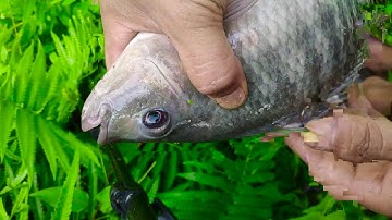 Câu cá rô phi khủng giật đã tay quá | cận cảnh cá kéo phê tít