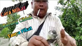 Cara Mikat ciblek tanpa pikat