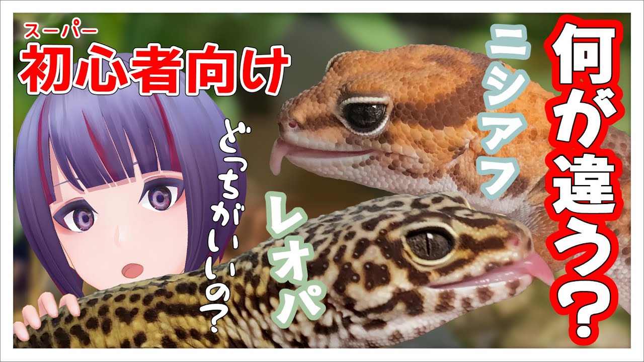 【比較】レオパとニシアフ...初心者の今だからこそ言える飼育上の違いやギャップ！【VTuber/個人勢/個人VTuber/爬虫類/レオパ/ヒョウモントカゲモドキ/ニシアフ/ニシアフリカトカゲモドキ】