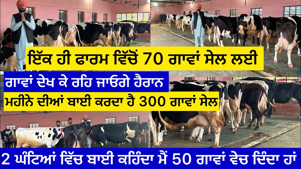 ਇੱਕ ਹੀ ਫਾਰਮ ਵਿੱਚੋ 70 ਗਾਵਾਂ ਸੇਲ ਲਈ,ਗਾਵਾਂ ਦੇਖ ਕੇ ਰਹਿ ਜਾਓਗੇ ਹੈਰਾਨ ਮਹੀਨੇ ਦੀਆਂ ਬਾਈ ਕਰਦਾ ਹੈ 300 ਗਾਵਾਂ ਸੇਲ…