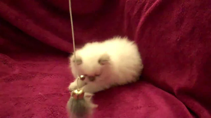 Video 1066171: playful himalayan persian kittens, himalayan female