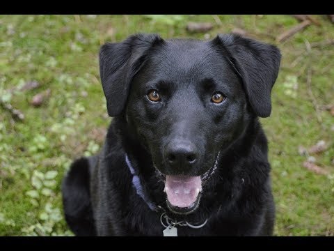 Vídeo: Por Que O Cachorro Preto Esta Sonhando