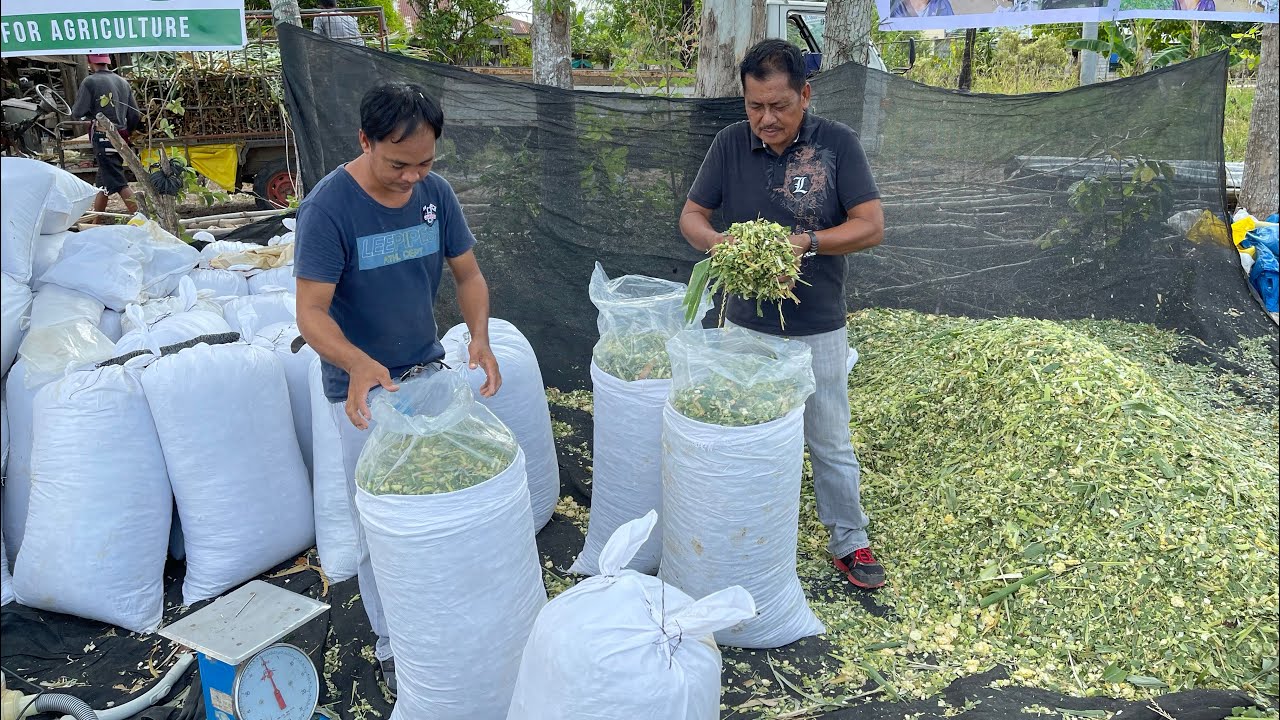 For Best Quality Corn Sillage, Gumamit ng Magandang Chopper Machine