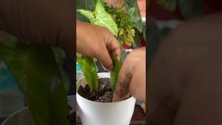 zz plant propagation and update (Zamioculcas Zamiifolia)shortsyoutubeshortsviralzzzytshorts