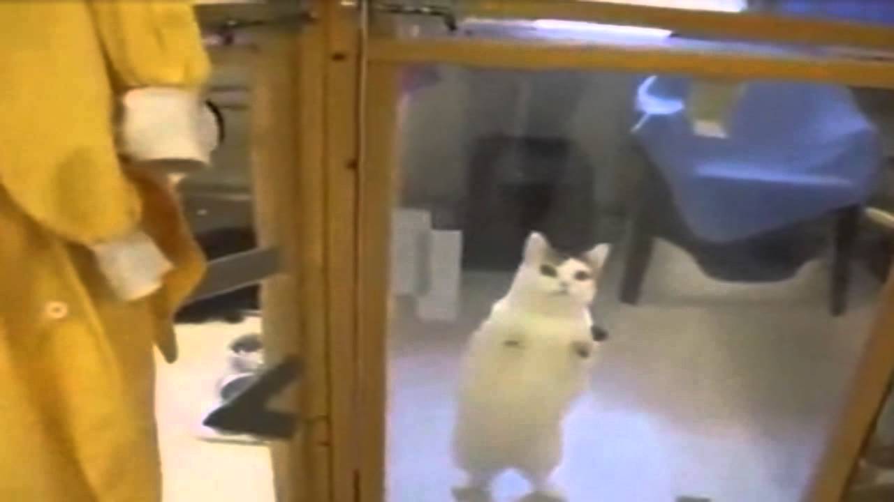 こいつに決めた 保護施設にいた猫氏 ロックオンした人物に猛アピール その結果家族として迎え入れられる カラパイア