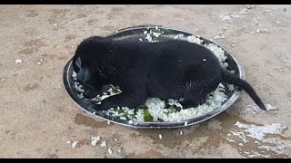 Pity black puppies try to eat food screenshot 5