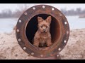 Australian Terrier Zucht von den Grauen Anfurten の動画、YouTube動画。