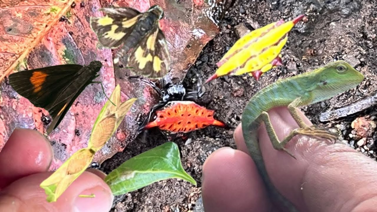 Adventure with hunting insects‼️Spider, butterfly, Catepillar, Chameleon, Weevil