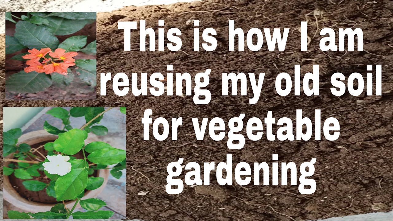 How to reuse old soil to grow plants garden YouTube