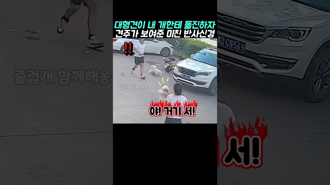 대형견이 내 개한테 돌진하자 견주가 보여준 미친 반사신경