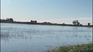 Caccia alle Anatre in Argentina (3)
