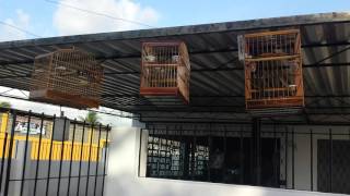 Baderna Em Olinda Trinca Ferro