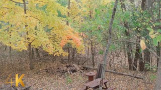 Windy fall day in 4K for Sleep, Insomnia, Meditation, or Study