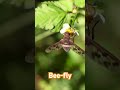Bee-fly Exoprosopa #macrovideo #beefly