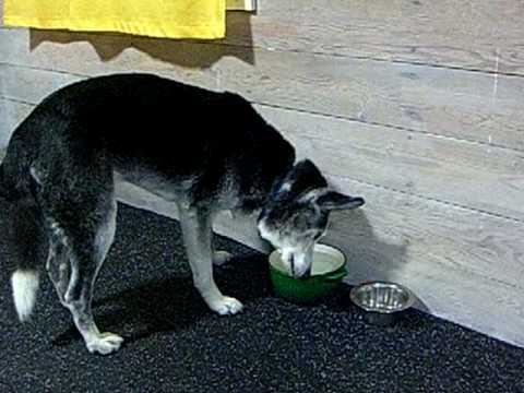pug seizures while sleeping sleep walking toast funnydog tv pug seizures while sleeping sleep walking toast funnydog tv