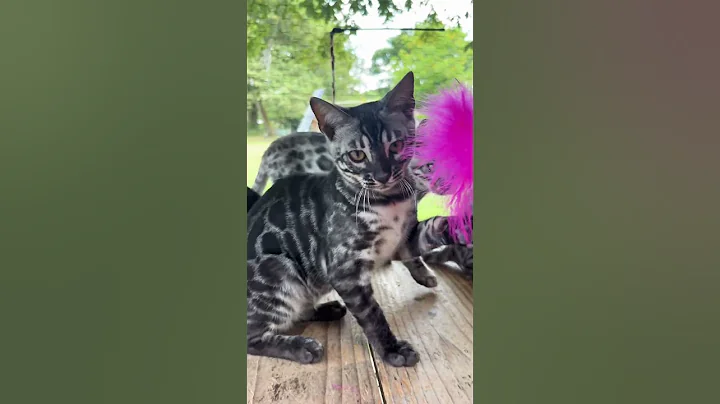 Video 10164551: bengals cat kitten animals, bengal cat cute kittens, adorable bengal kittens, bengal kittens love