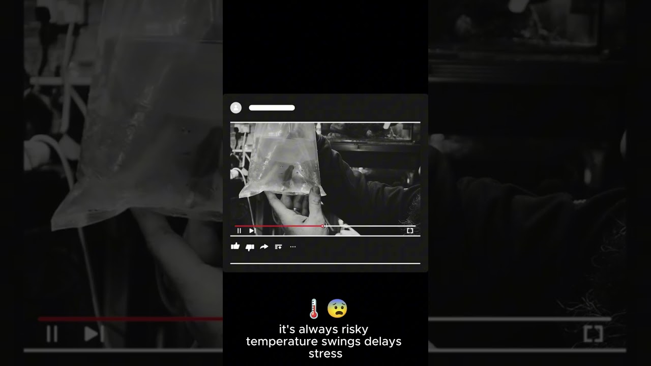 Everyone says I'm wrong for importing fish in winter #aquarium #hotdebate