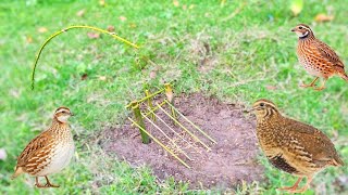Best Unique More Creative DIY Quail Trapping Technique With Wood#trap#birdtrend#trap#trapvideo 