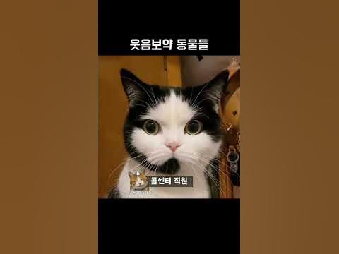 какие же они все милые и смешные - YouTube