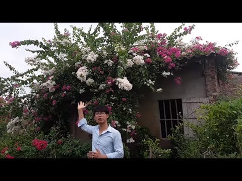 Video Cách trồng giàn cây hoa giấy đẹp bạn cần biết - youtube