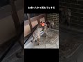 雷も怖いし雨に濡れたくもないからおトイレが出来ない元猟犬　#shorts
