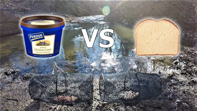 BEST Minnow Trap Bait - BREAD vs HOT DOG (which catches more?) 