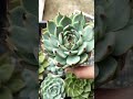 [多肉植物geee]水蜜桃^_^ #succulent #plants #geee #garden #タニパト #ベランダ多肉 #gardening