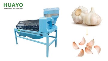 How to prepare 1000kg Seed Garlic in one hour with HGSF-600 Garlic Splitter and Clove Sorter