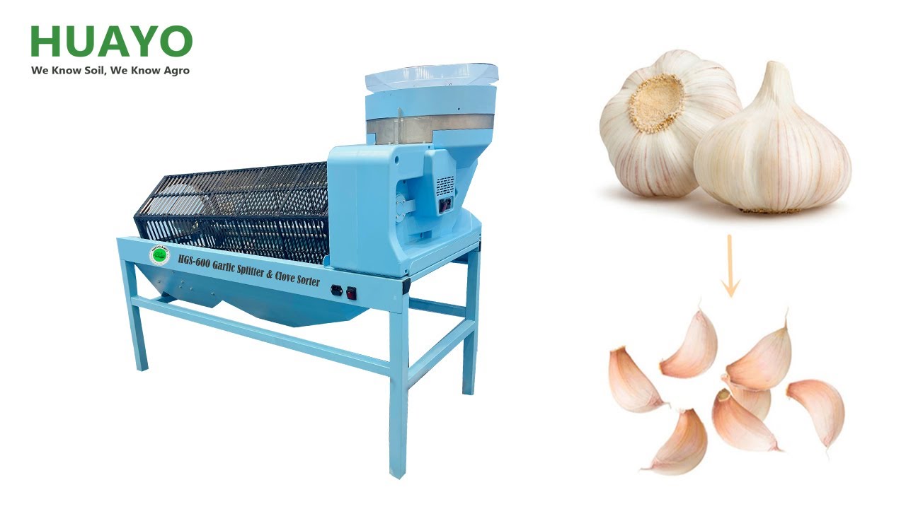 How to prepare 1000kg Seed Garlic in one hour with HGSF-600 Garlic ...