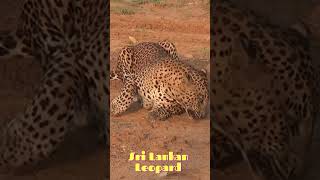 Sri Lankan Leopard යාල දිවිපරපුරේ චන්ඩියා ලූකස්