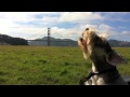 Dog howls at firetruck