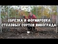 Обрезка и формировка столовых сортов винограда✂️ .