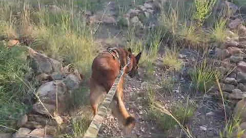 Anti-Poaching Unit Walking for Wildlife