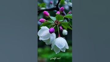 تلاوة مباركة من سورة ابراهيم. الشيخ رعد محمد الكردي