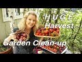 SMALL Garden HUGE HARVEST - Major CLEANUP - Part 1 | Thursday Garden Workday
