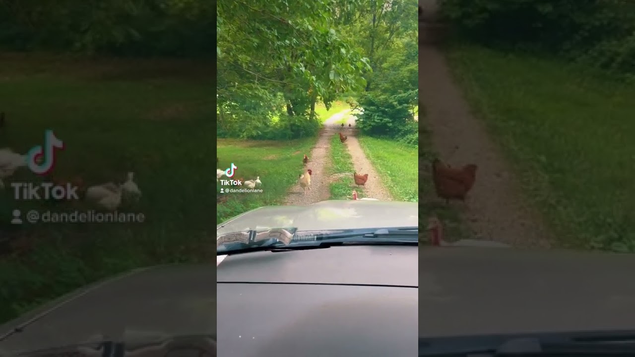Free range chicken problems! 