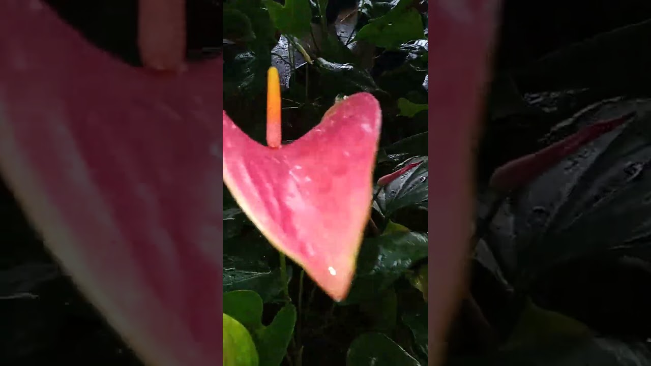 වටිනා  පැකේජ්    දෙකක් 🌹🌹🌹30  31 පැකේජ් 