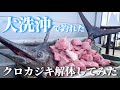 【カジキ釣り】クロカジキ88.5kgを捌きました