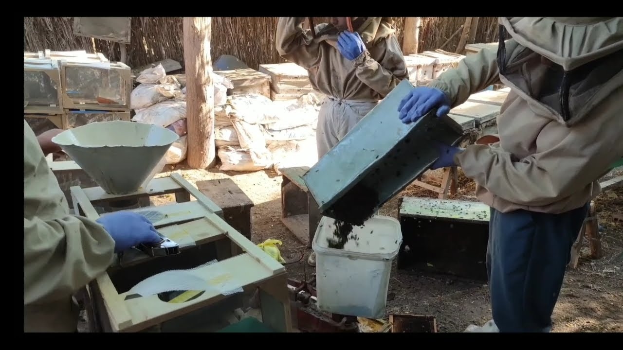 وزن النحل بالكيلو على الميزان الرزم   The weight of the bee in kilograms on the scale.  packages