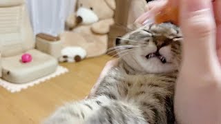子猫に嫌われたかもしれません。【保護猫】