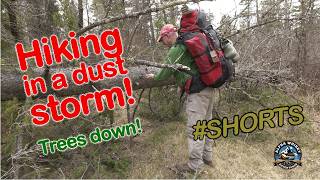 Hiked in a windy dust storm with trees down on the trail!