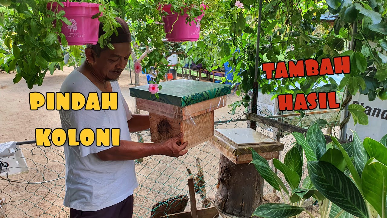 ✅️ STOK MADU PERCUMA TEPI RUMAH. PINDAH KOLONI, TAMBAH KELULUT